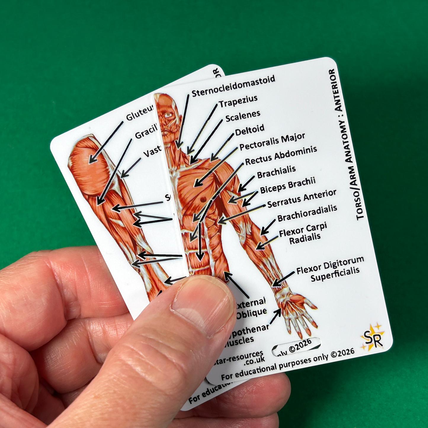 Anatomy - Human Musculature ID Badges Cards