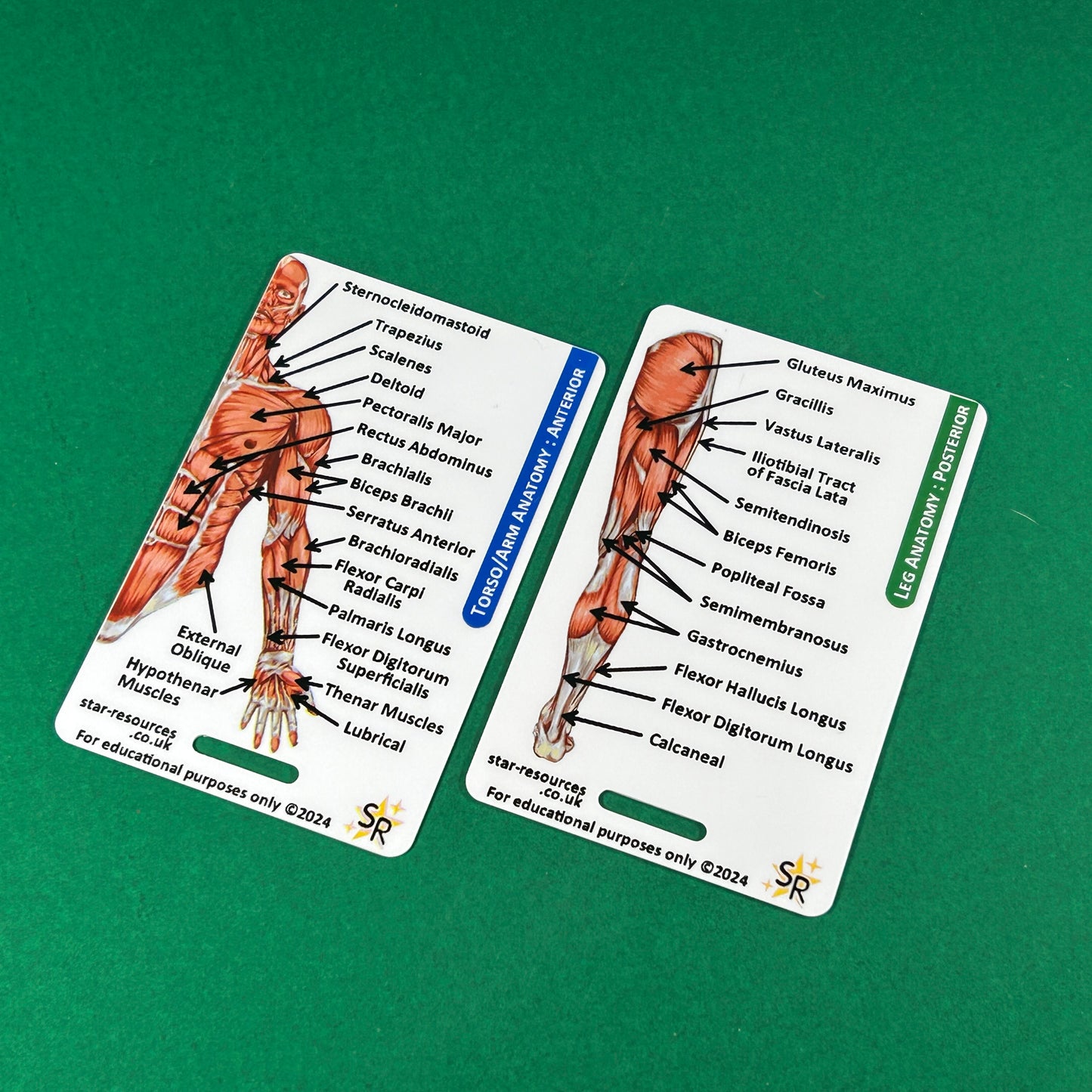 Anatomy - Human Musculature ID Badges Cards