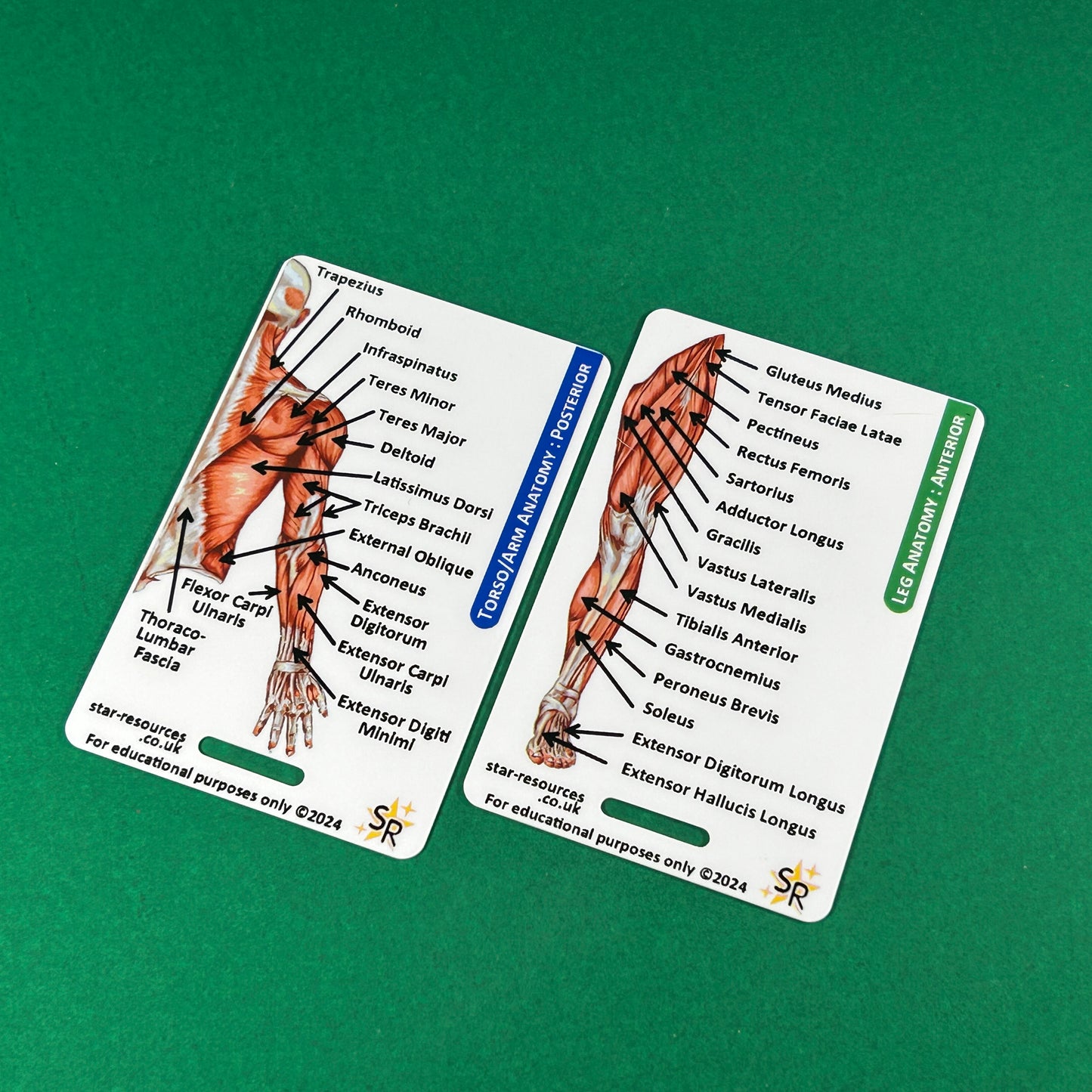 Anatomy - Human Musculature ID Badges Cards