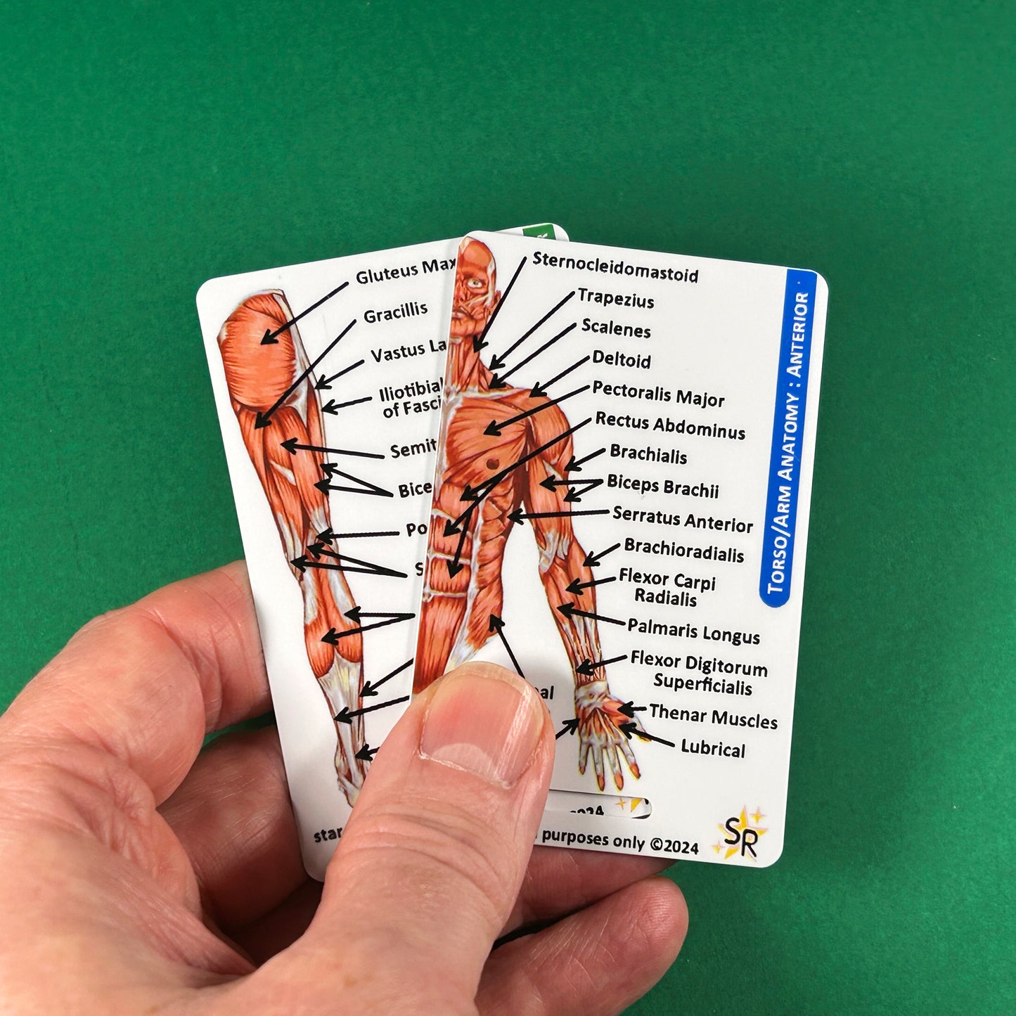 Anatomy - Human Musculature ID Badges Cards