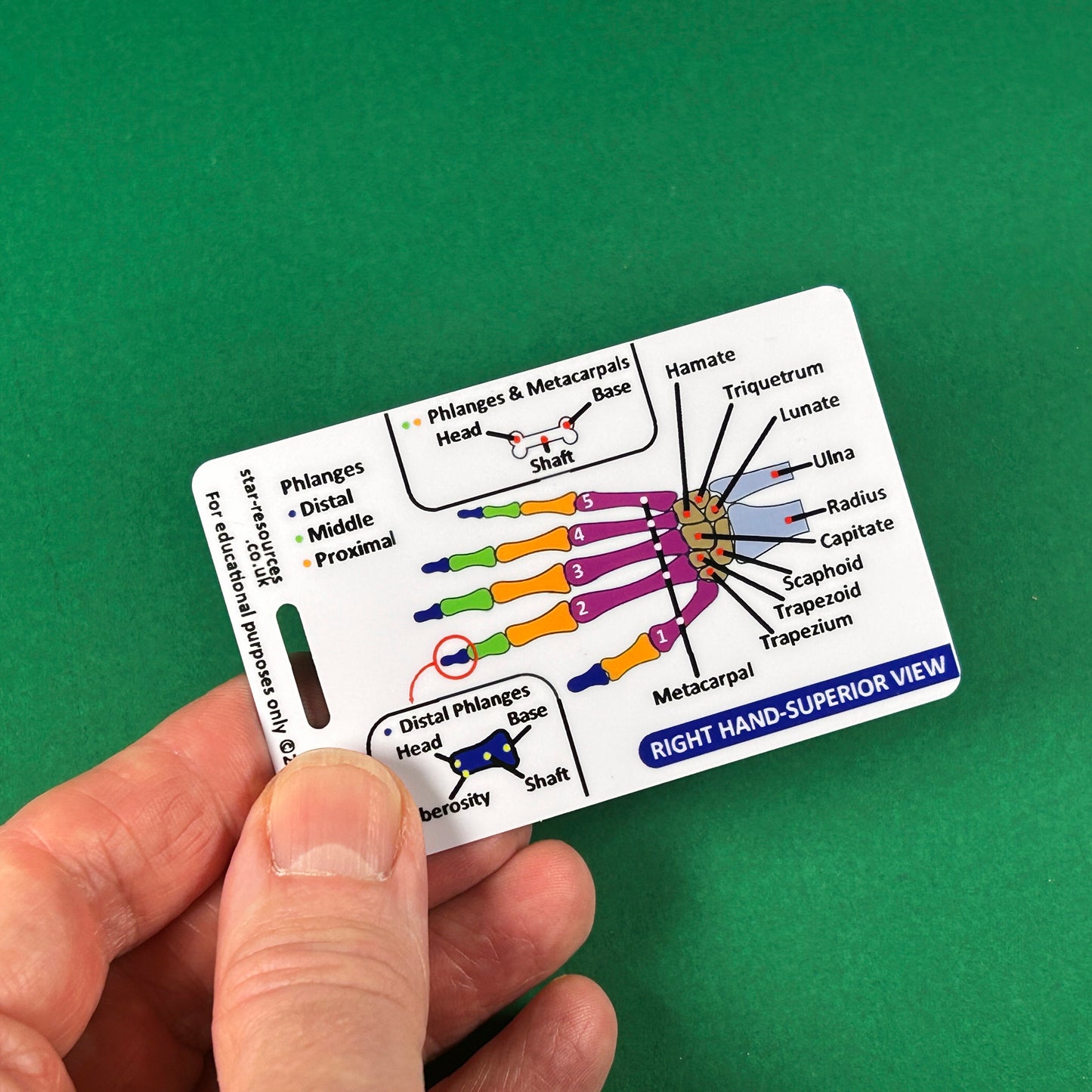 Set 3 - Human Anatomy ID Badge Cards Student Nurses, Paramedics, Ambulance, Physiotherapists Flashcards
