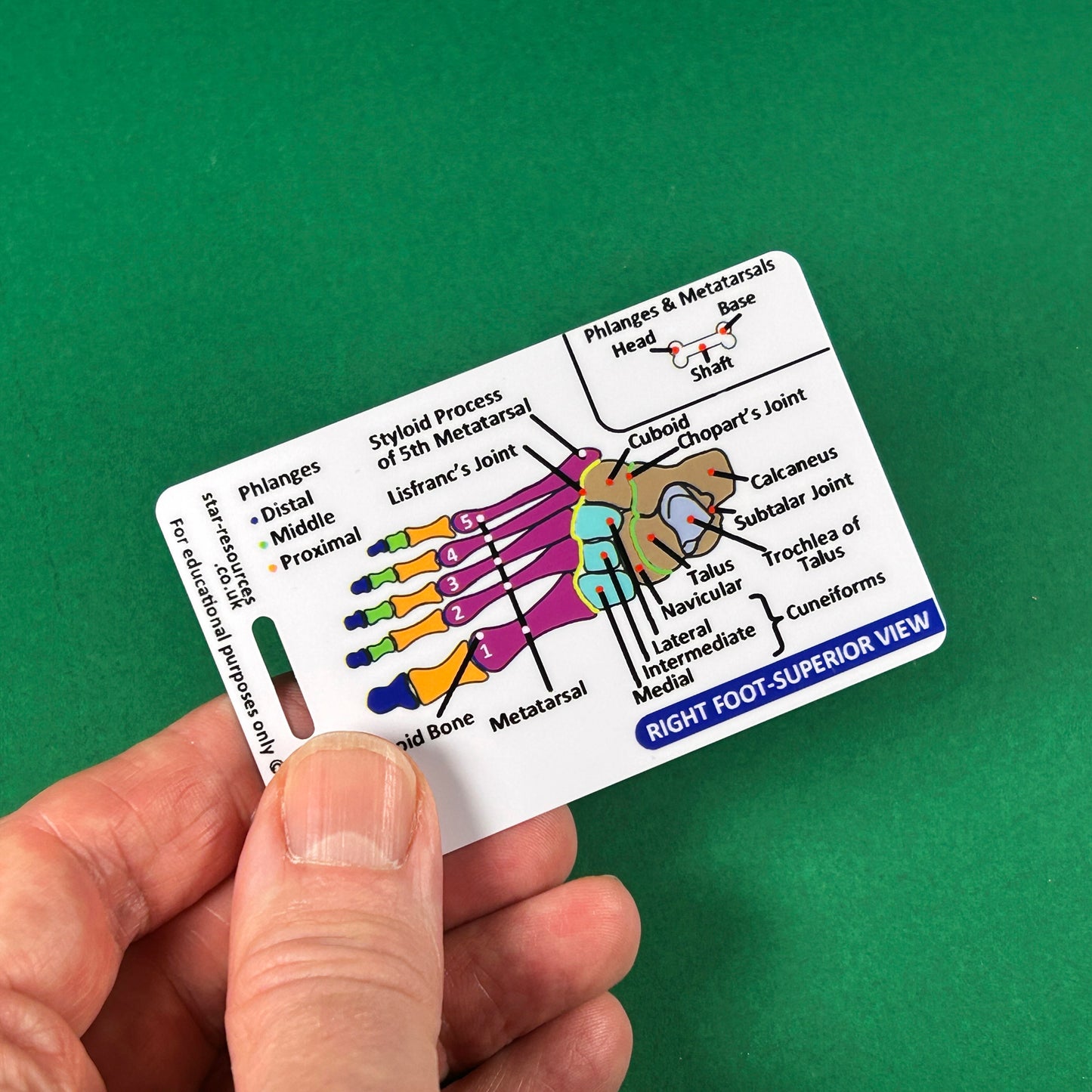 Anatomy - Hand and Foot Bones ID Badge Card