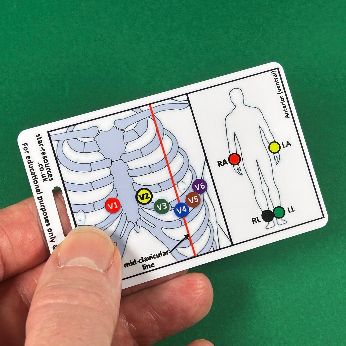 ECG Lead Placement ID Badge Card