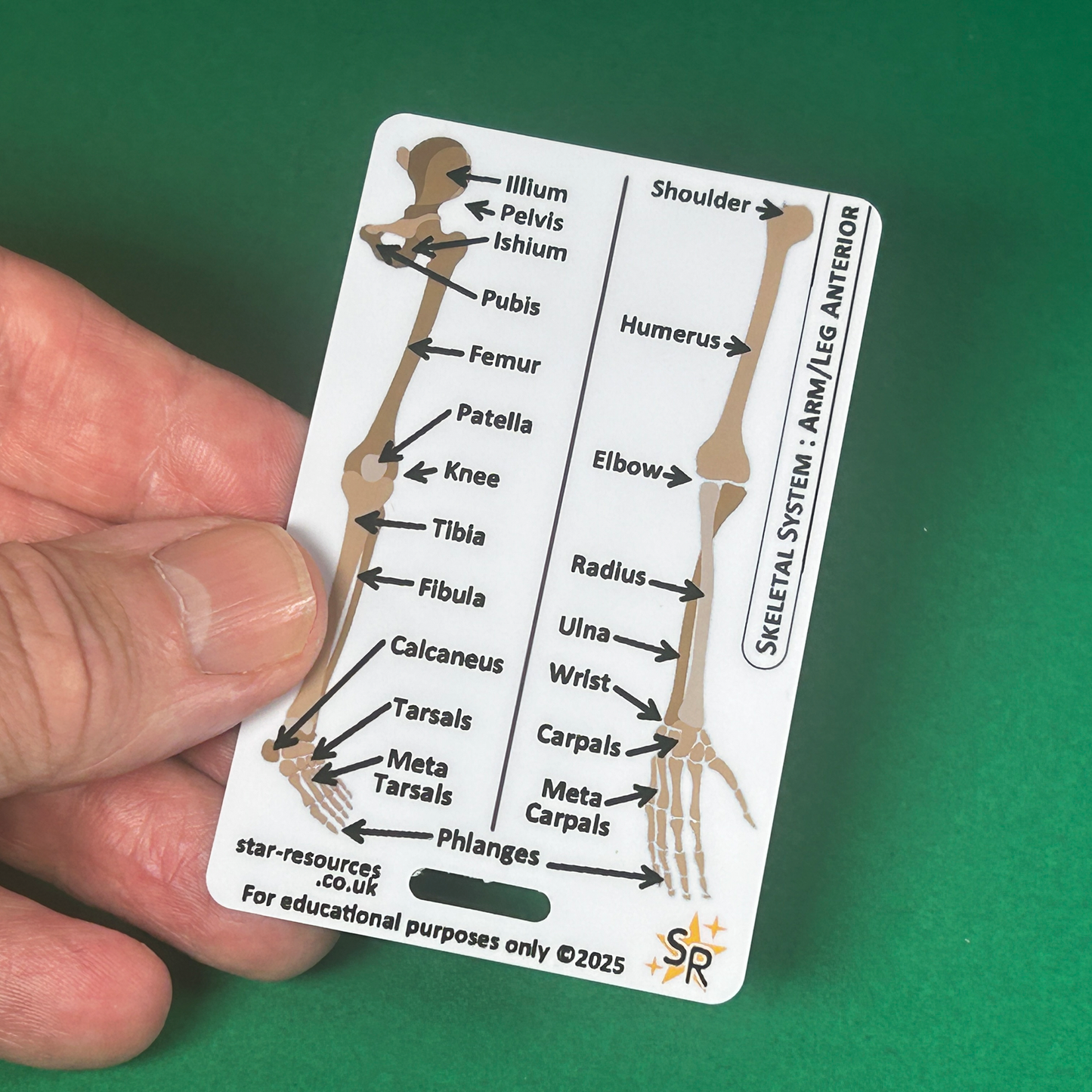 Skeletal System ID Badge Card | Paramedic Flashcard | Anatomy Study Aid for Nurses, Physiotherapists, and Students