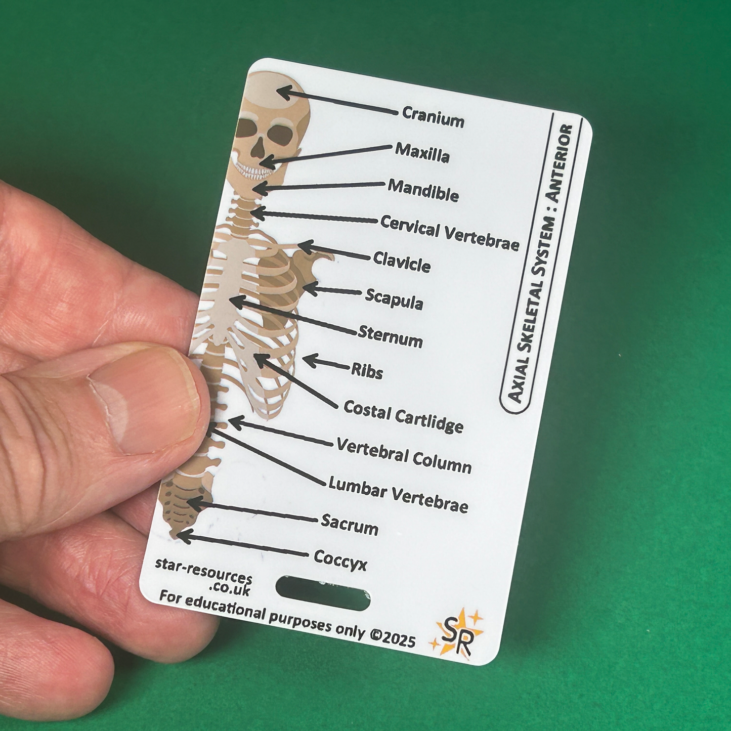 Skeletal System ID Badge Card | Paramedic Flashcard | Anatomy Study Aid for Nurses, Physiotherapists, and Students