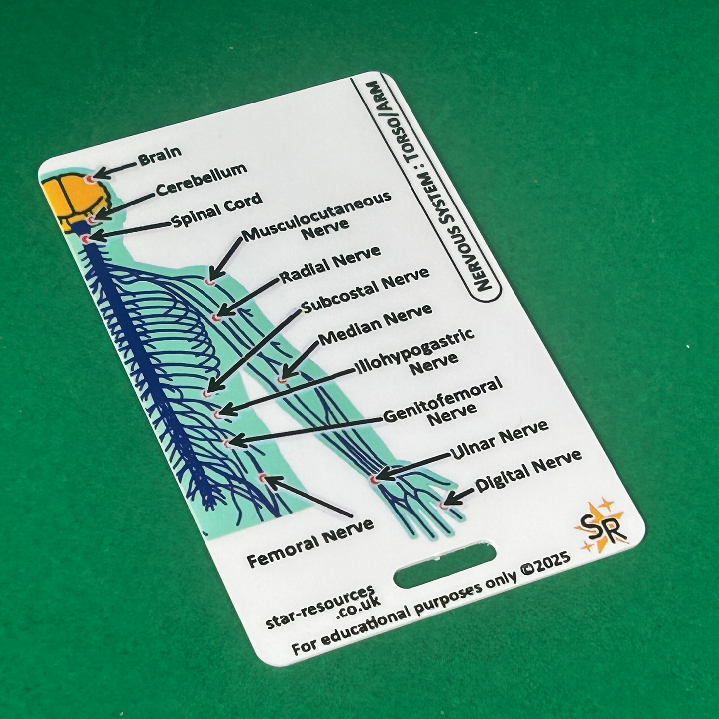 Anatomy - Nervous System ID Badge Card