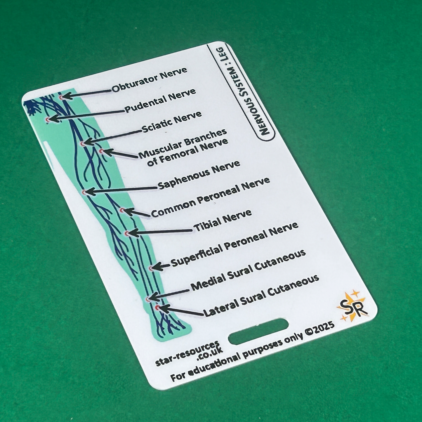 Anatomy - Nervous System ID Badge Card