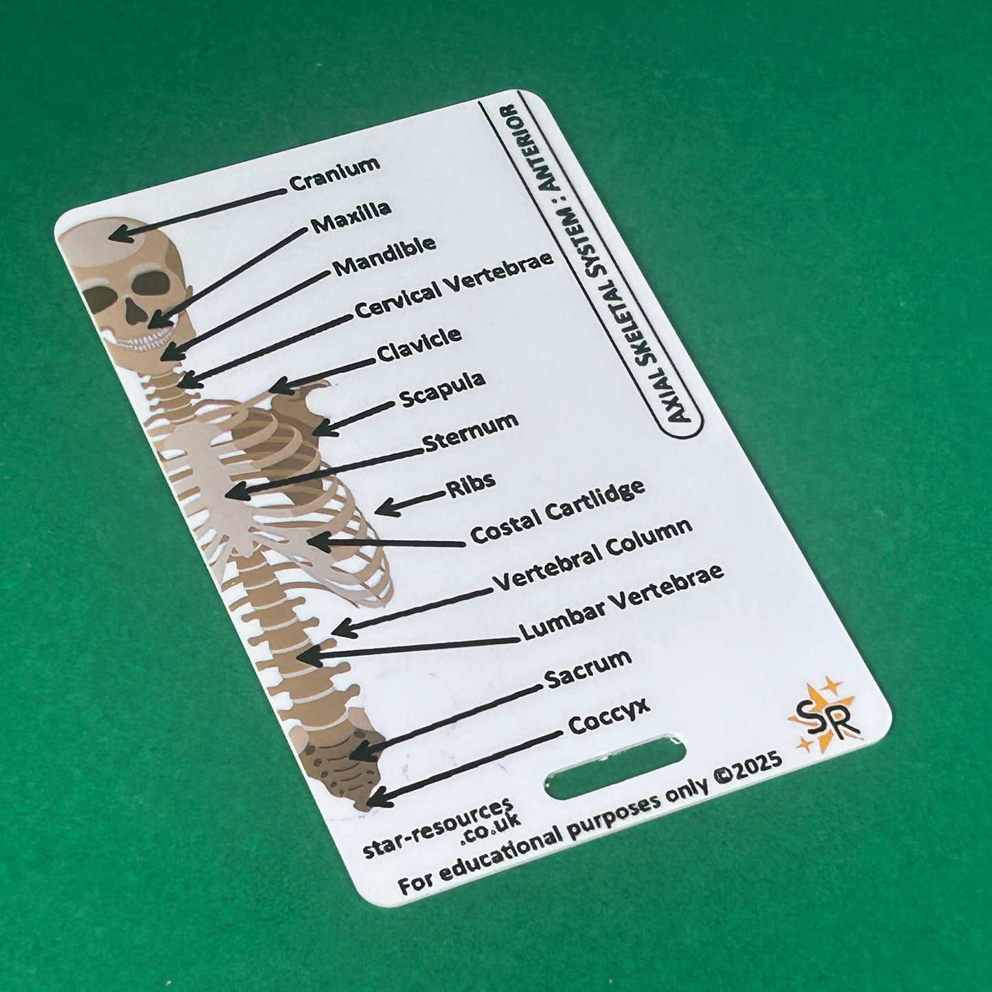 Skeletal System ID Badge Card | Paramedic Flashcard | Anatomy Study Aid for Nurses, Physiotherapists, and Students