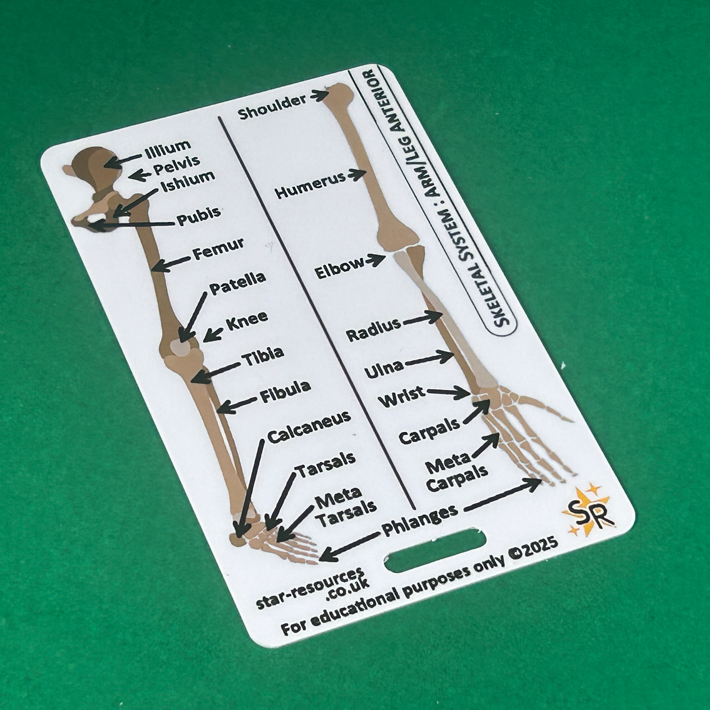 Skeletal System ID Badge Card | Paramedic Flashcard | Anatomy Study Aid for Nurses, Physiotherapists, and Students