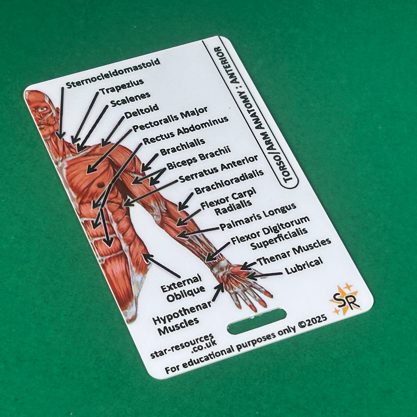 Anatomy - Human Musculature ID Badges Cards