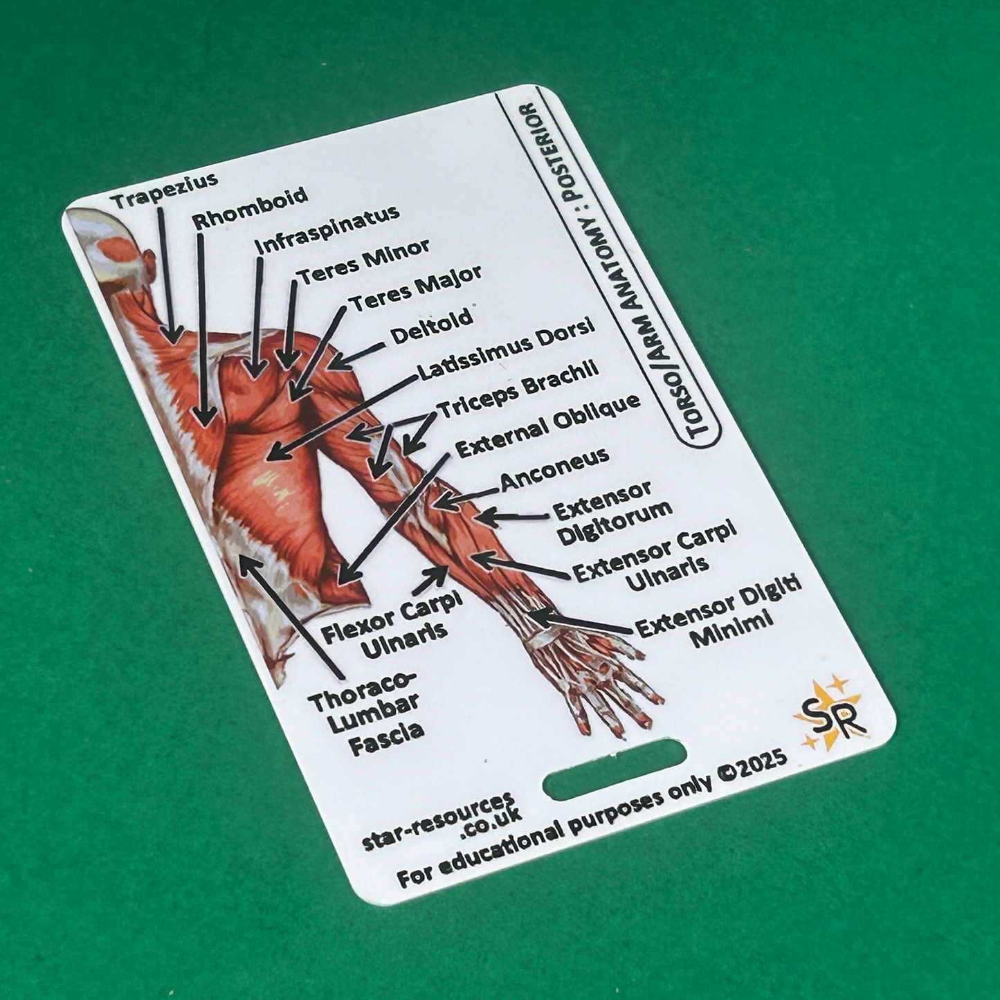 Anatomy - Human Musculature ID Badges Cards