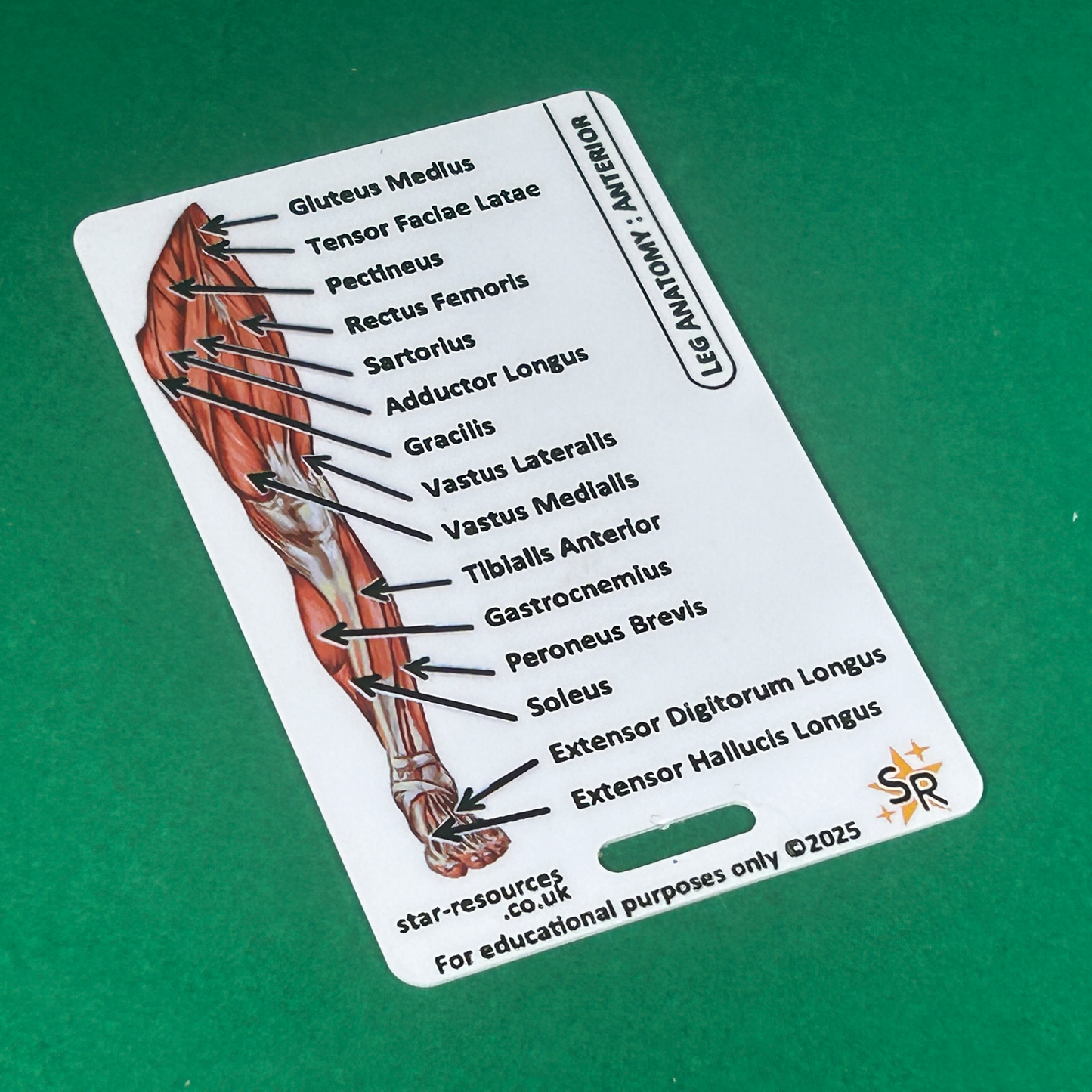 Anatomy - Human Musculature ID Badges Cards