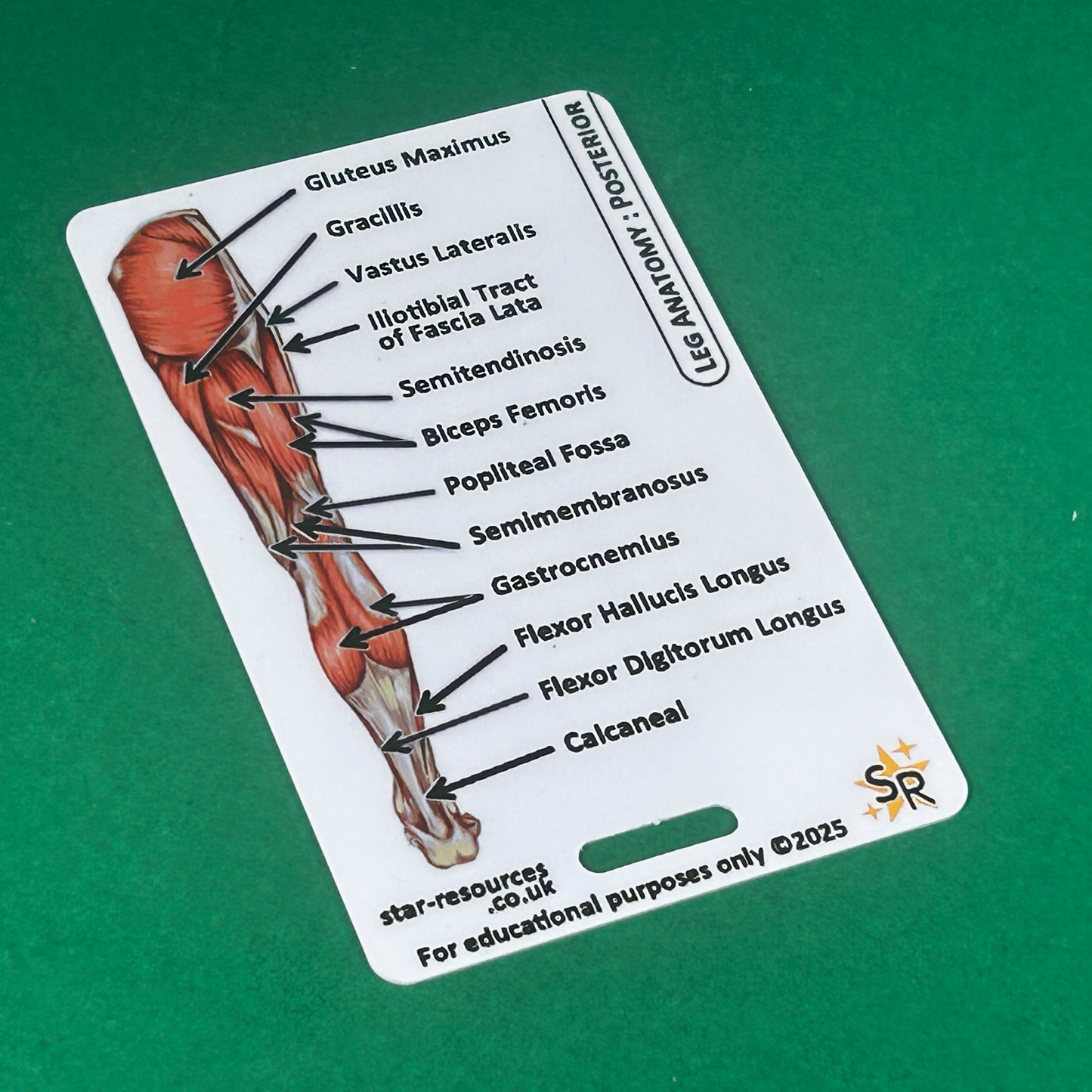 Anatomy - Human Musculature ID Badges Cards