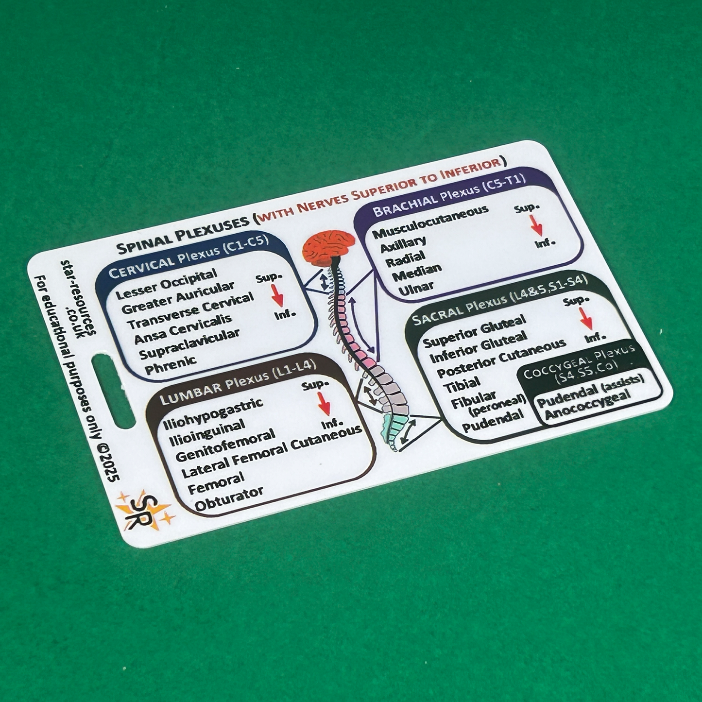 Spinal Plexus Nerve Innervation ID Badge Card | Paramedic Flashcard | Anatomy Study Aid for Nurses, Physiotherapists and Students