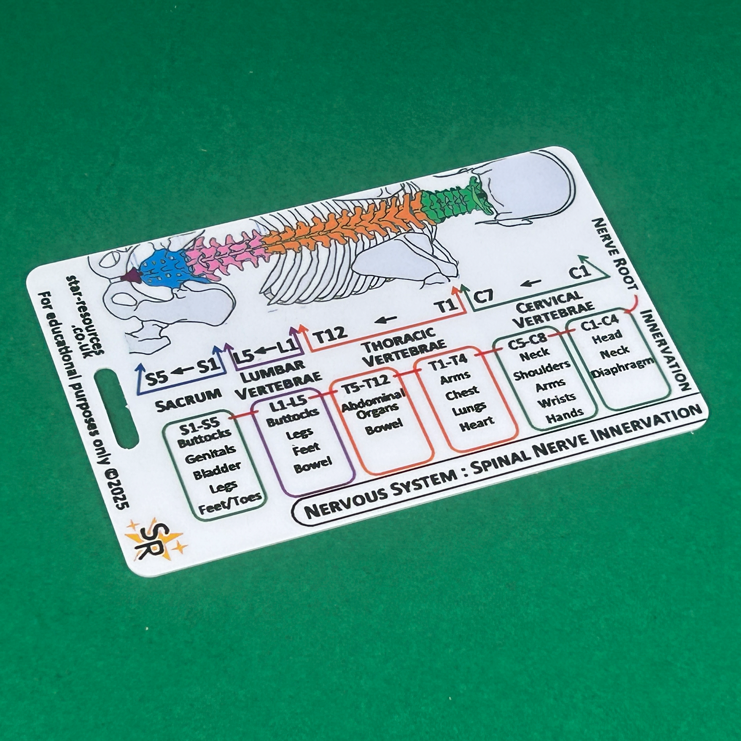 Spinal Plexus Nerve Innervation ID Badge Card | Paramedic Flashcard | Anatomy Study Aid for Nurses, Physiotherapists and Students