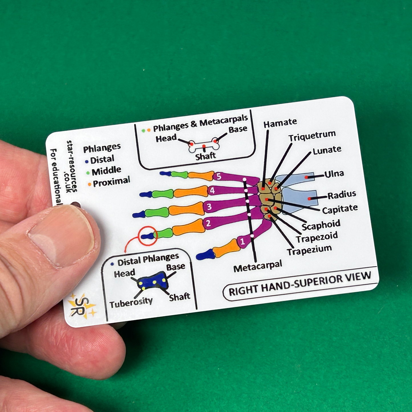 Anatomy - Hand and Foot Bones ID Badge Card