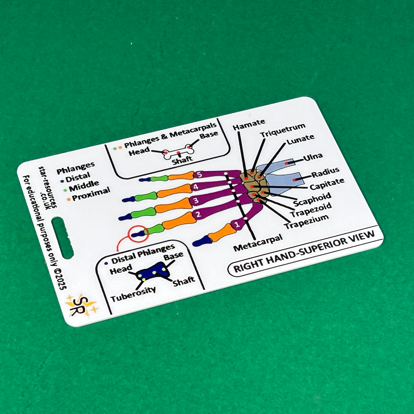 Anatomy - Hand and Foot Bones ID Badge Card