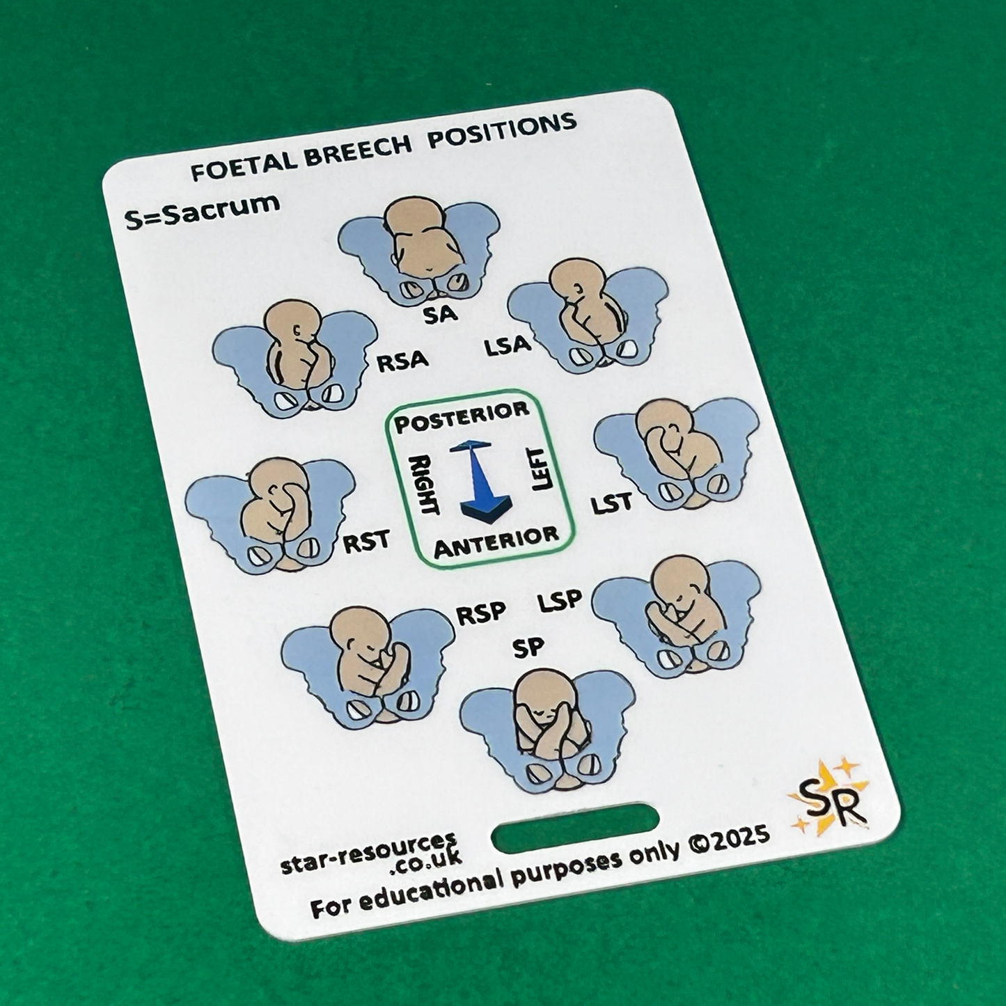 Foetal Birth Positions ID Badge Card