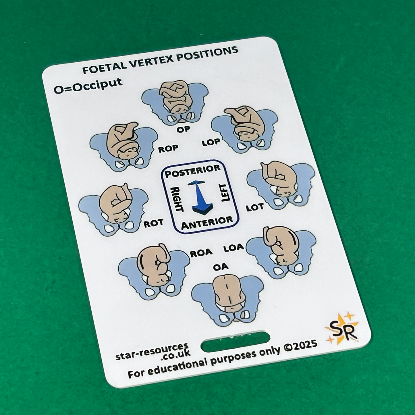 Foetal Birth Positions ID Badge Card