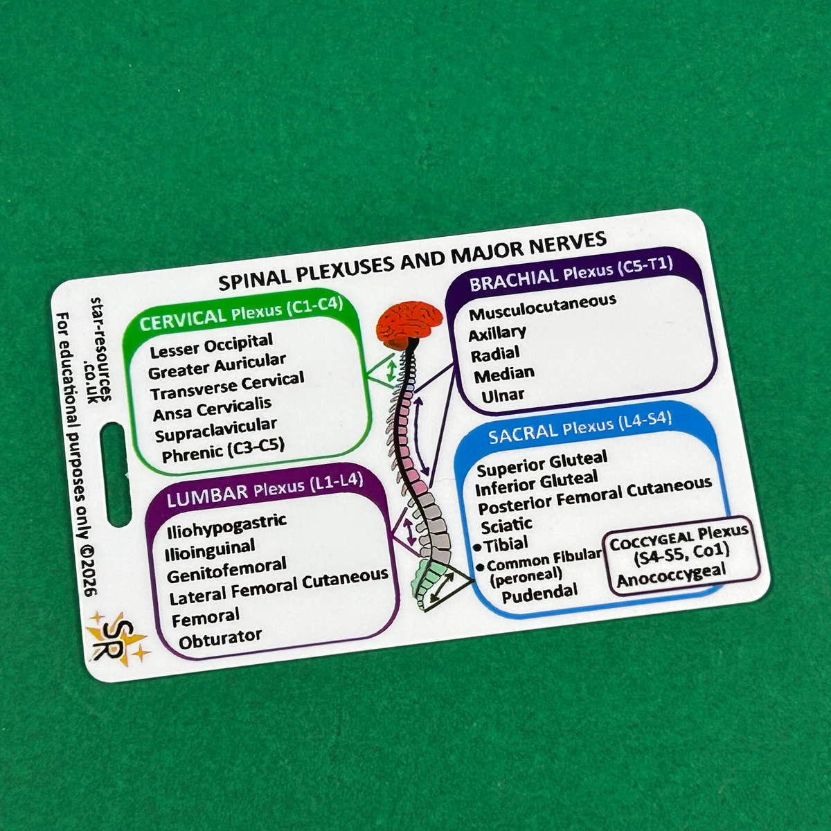 Spinal Plexus Nerve Innervation ID Badge Card | Paramedic Flashcard | Anatomy Study Aid for Nurses, Physiotherapists and Students