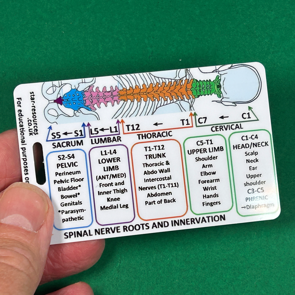 Human Anatomy Card Set 1 Student Nurses, Paramedics, Ambulance, Physiotherapists Flashcards