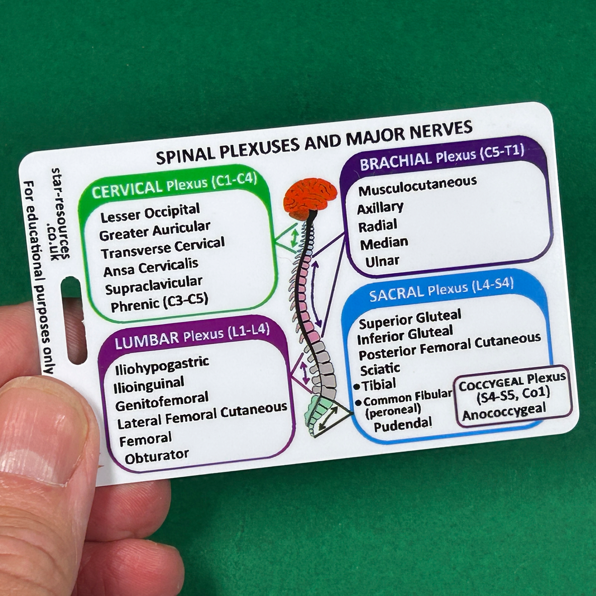 Spinal Plexus Nerve Innervation ID Badge Card | Paramedic Flashcard | Anatomy Study Aid for Nurses, Physiotherapists and Students