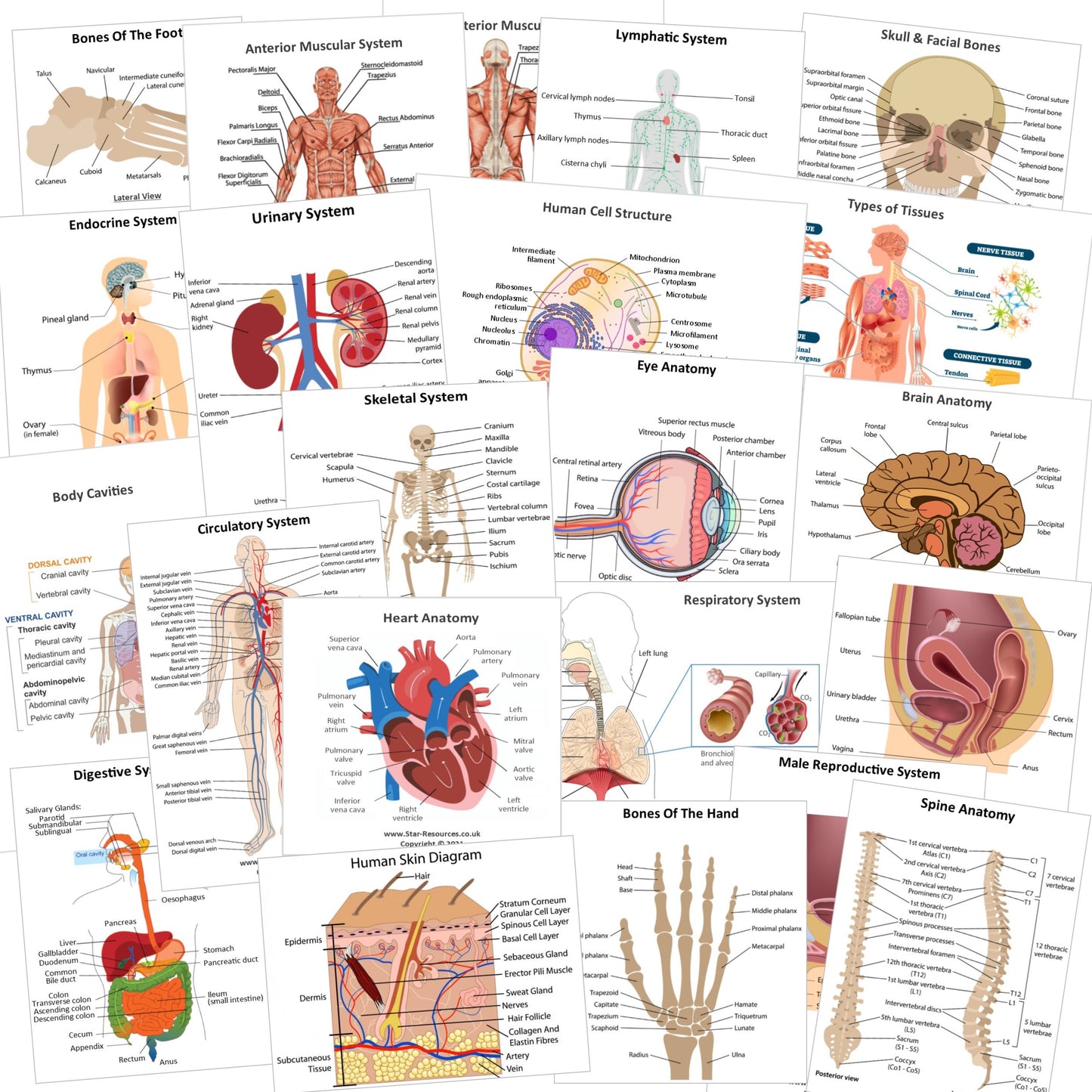 Anatomy & Physiology Revision Flash Cards