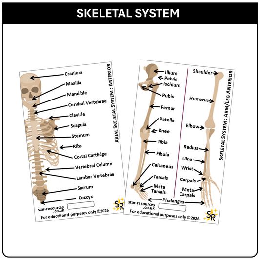Skeletal System ID Badge Card | Paramedic Flashcard | Anatomy Study Aid for Nurses, Physiotherapists, and Students