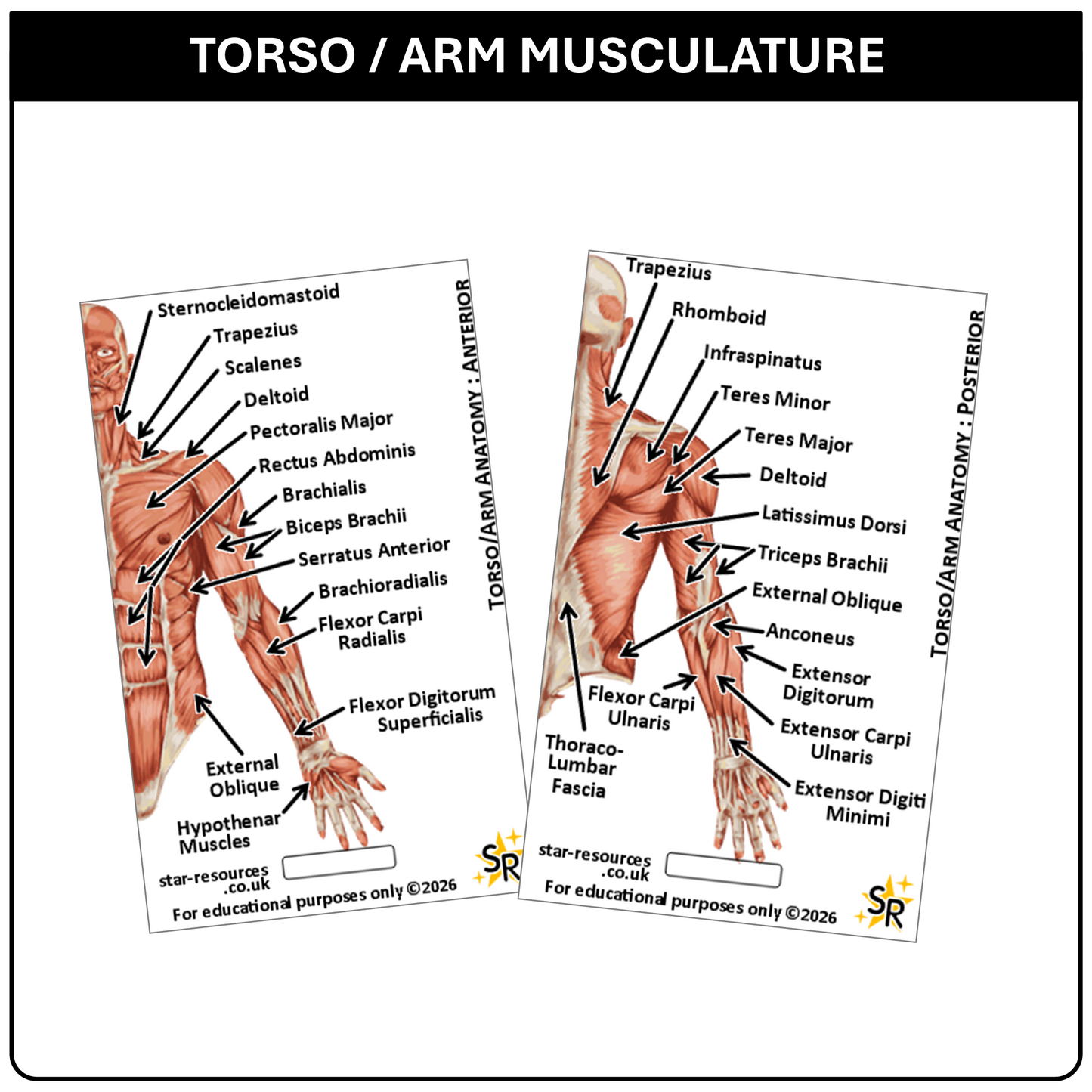 Anatomy - Human Musculature ID Badges Cards