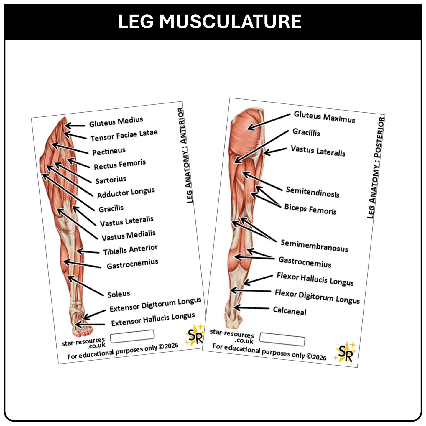Anatomy - Human Musculature ID Badges Cards