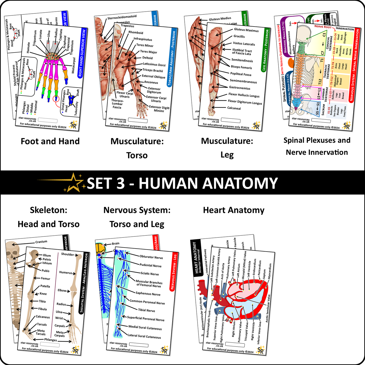 Set 3 - Human Anatomy ID Badge Cards Student Nurses, Paramedics, Ambulance, Physiotherapists Flashcards