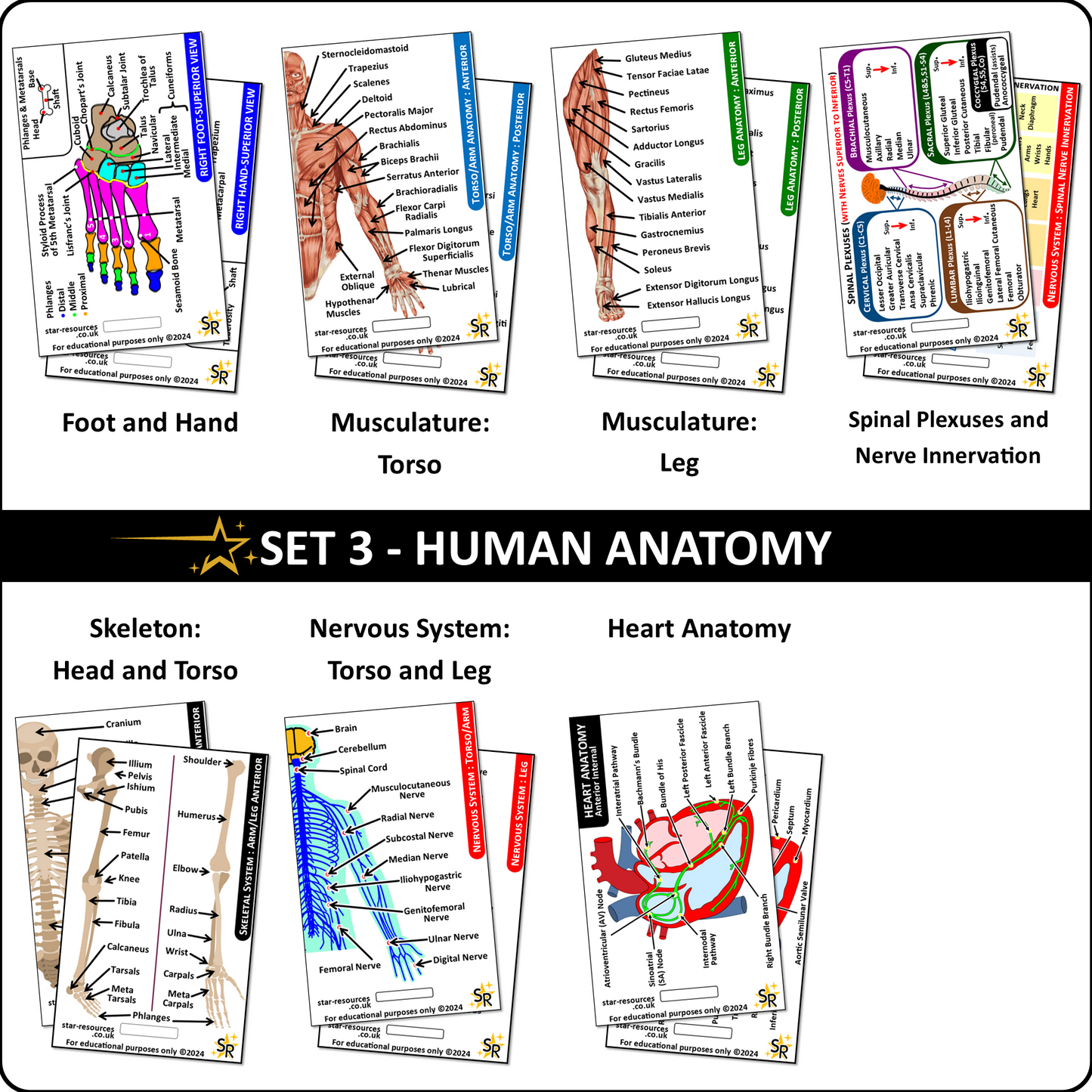 Set 3 - Human Anatomy ID Badge Cards Student Nurses, Paramedics, Ambulance, Physiotherapists Flashcards