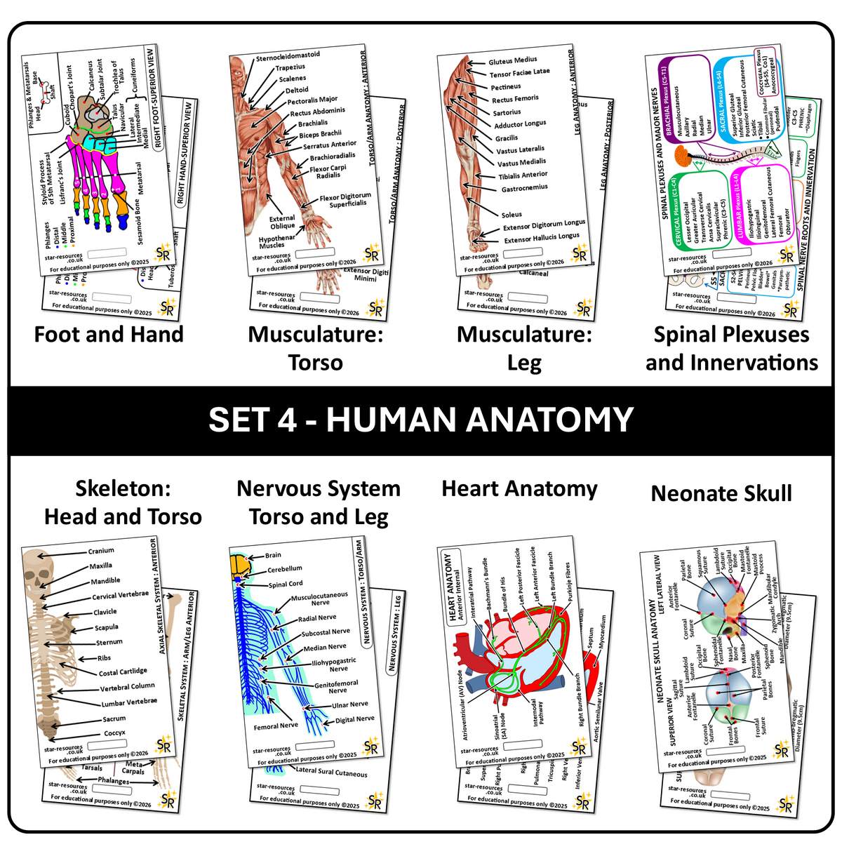 Human Anatomy Card Set 1 Student Nurses, Paramedics, Ambulance, Physiotherapists Flashcards