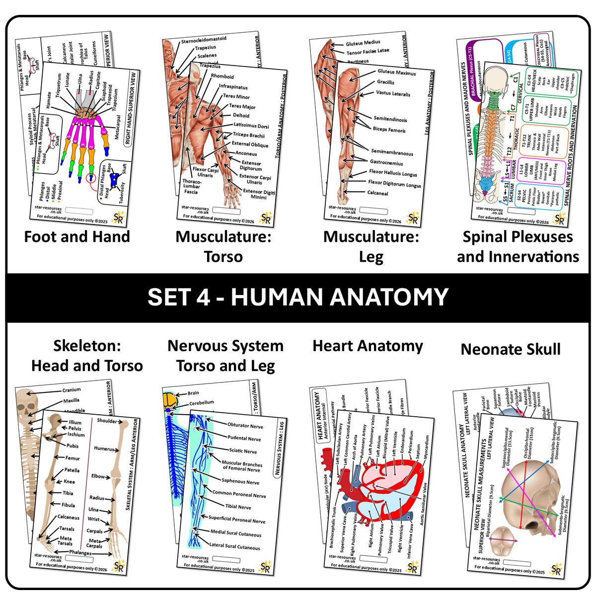 Human Anatomy Card Set 1 Student Nurses, Paramedics, Ambulance, Physiotherapists Flashcards