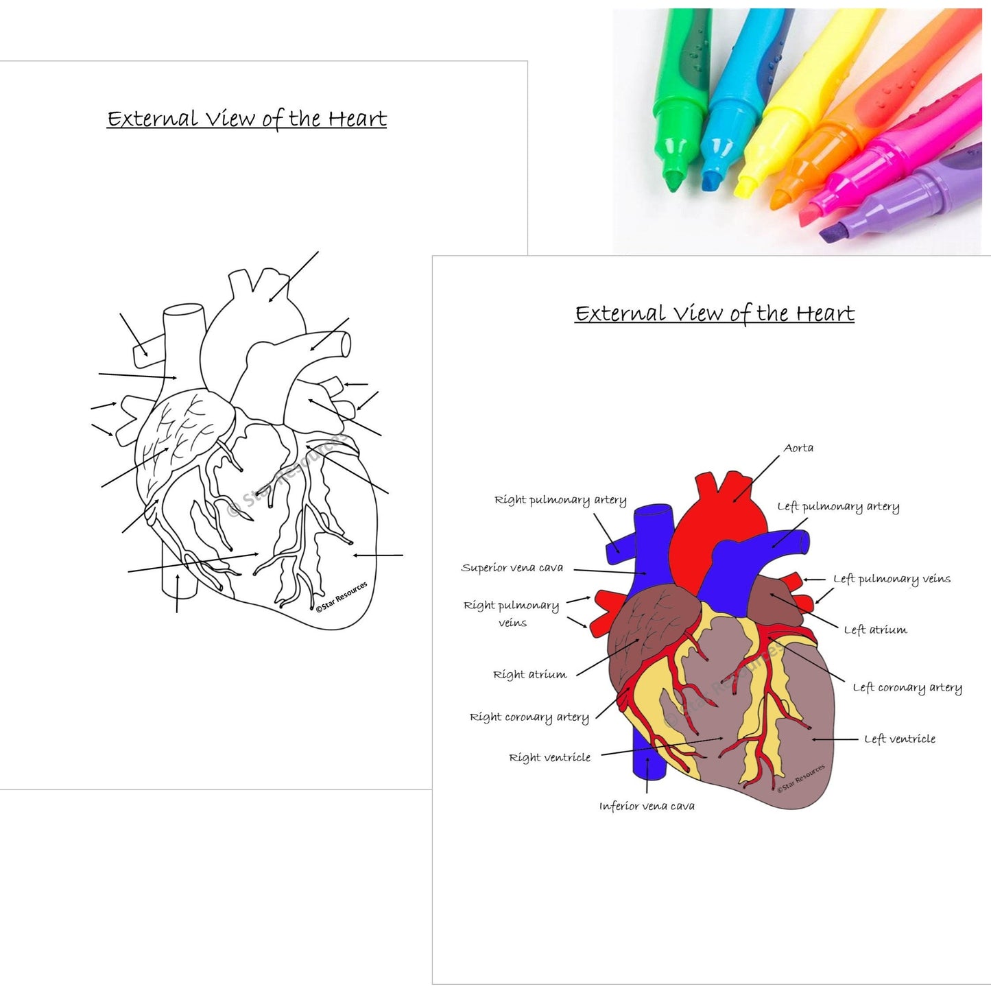 Human Anatomy Colouring Page - External View of Heart PDF