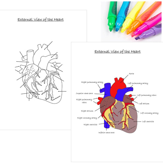 Human Anatomy Colouring Page - External View of Heart PDF