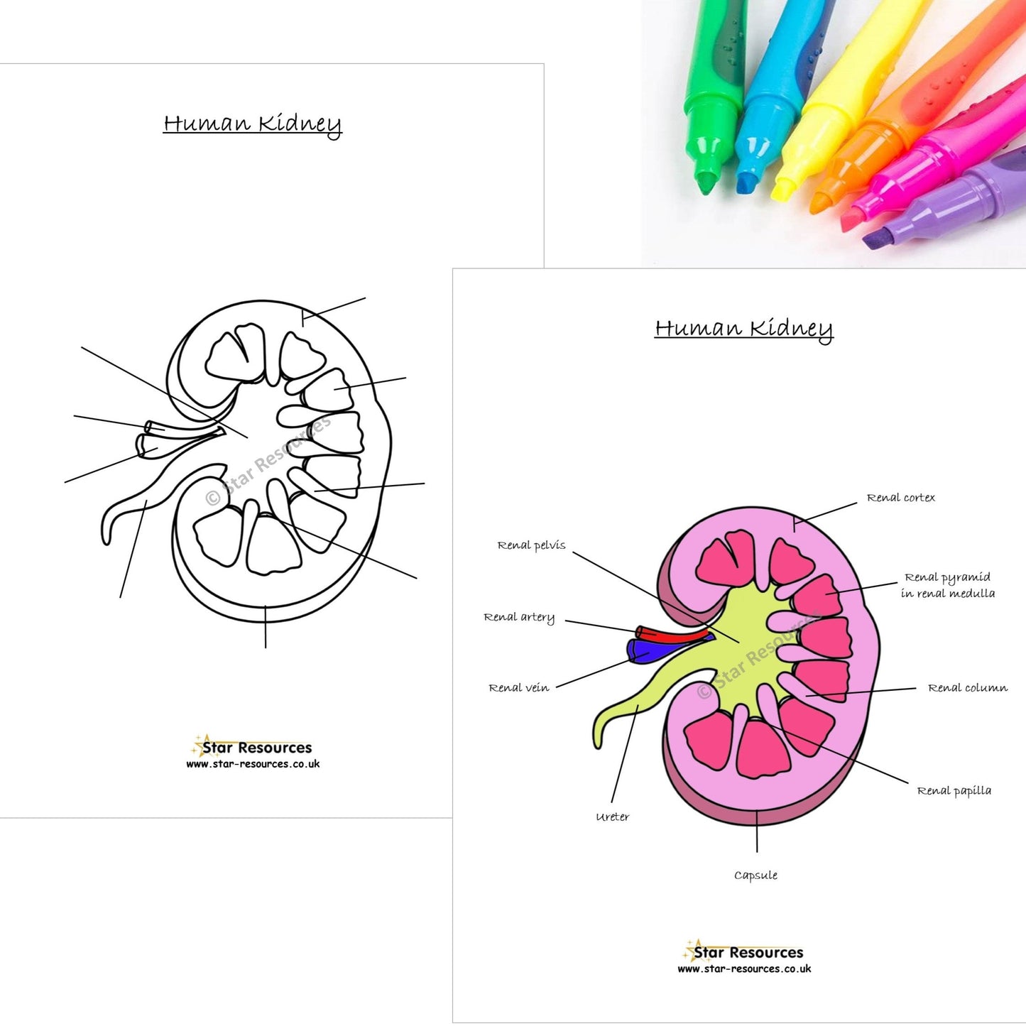 Human Anatomy Colouring Page - Anatomy of Human Kidney PDF