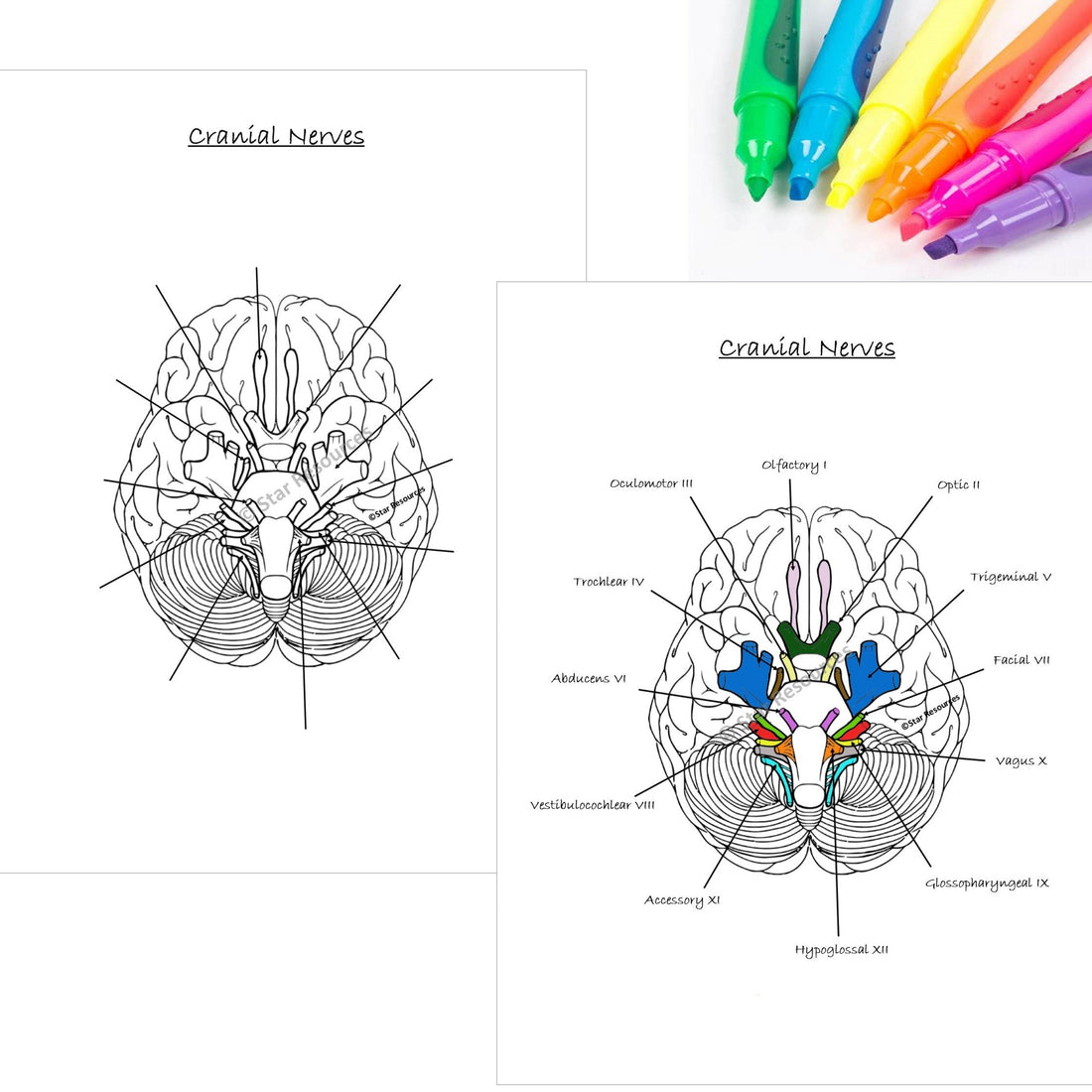 Human Anatomy Colouring Page - Anatomy Of The Cranial Nerves PDF ...