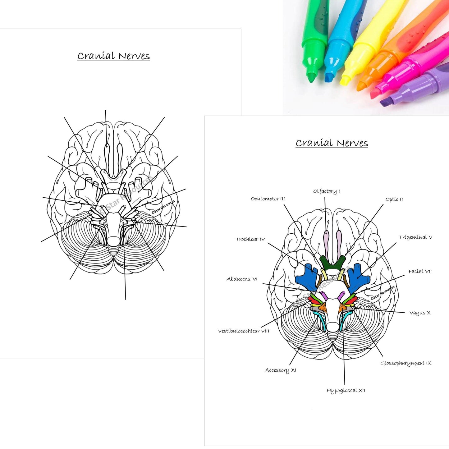 Human Anatomy Colouring Page - Anatomy Of The Cranial Nerves PDF