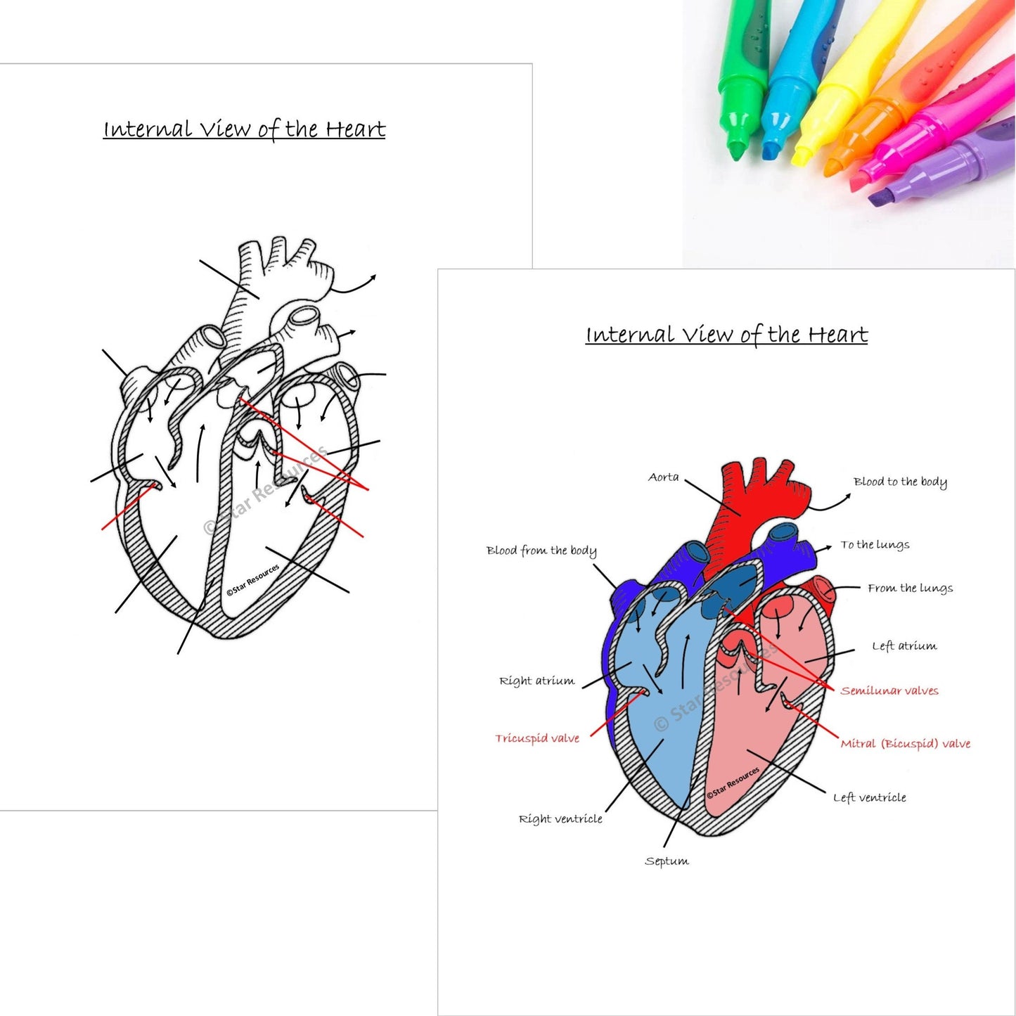 Human Anatomy Colouring Page - Internal View of Heart PDF