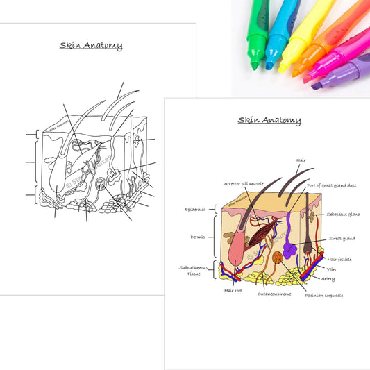 Human Anatomy Colouring Page - Anatomy of Human Skin PDF