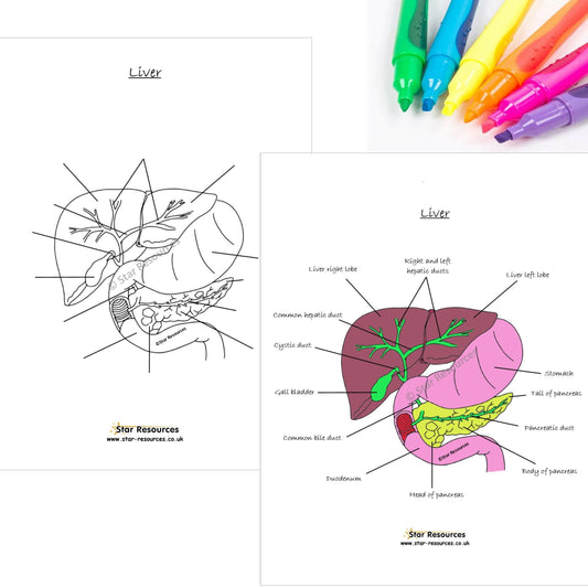 Human Anatomy Colouring Page - Anatomy Of The Human Liver PDF