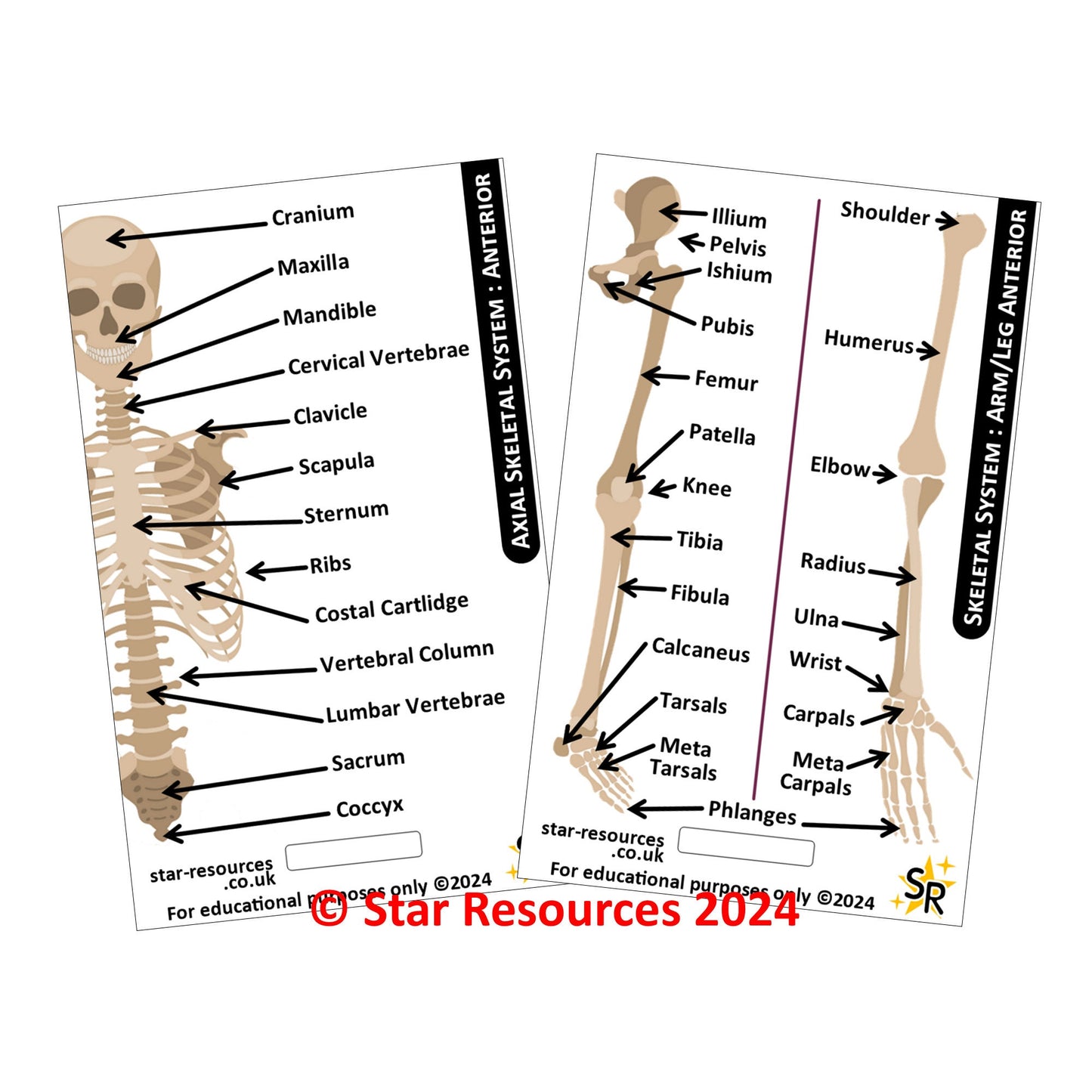 Skeletal System ID Badge Card | Paramedic Flashcard | Anatomy Study Aid for Nurses, Physiotherapists, and Students