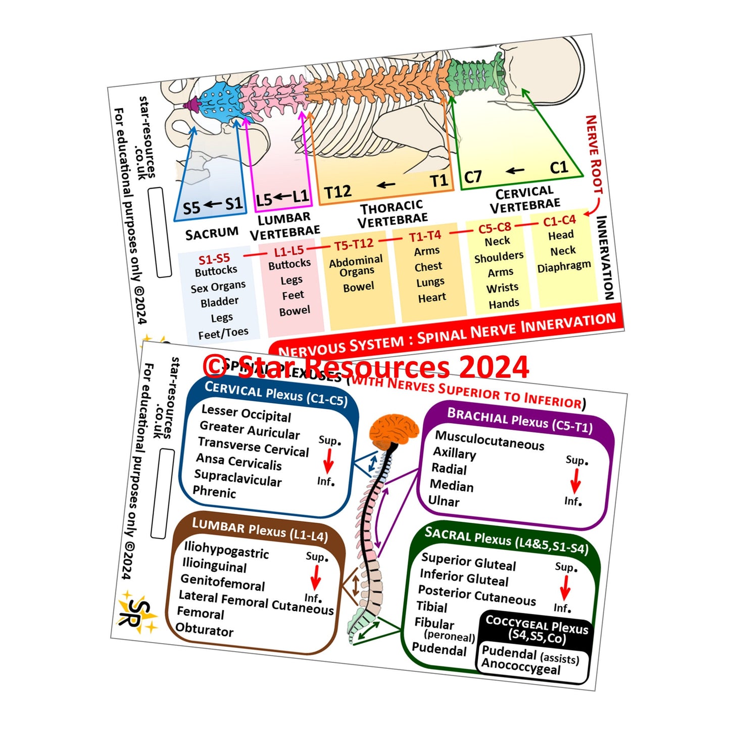 Spinal Plexus Nerve Innervation ID Badge Card | Paramedic Flashcard | Anatomy Study Aid for Nurses, Physiotherapists and Students