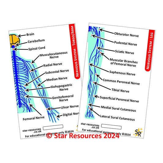 Anatomy - Nervous System ID Badge Card