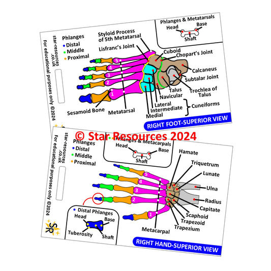 Anatomy - Hand and Foot Bones ID Badge Card