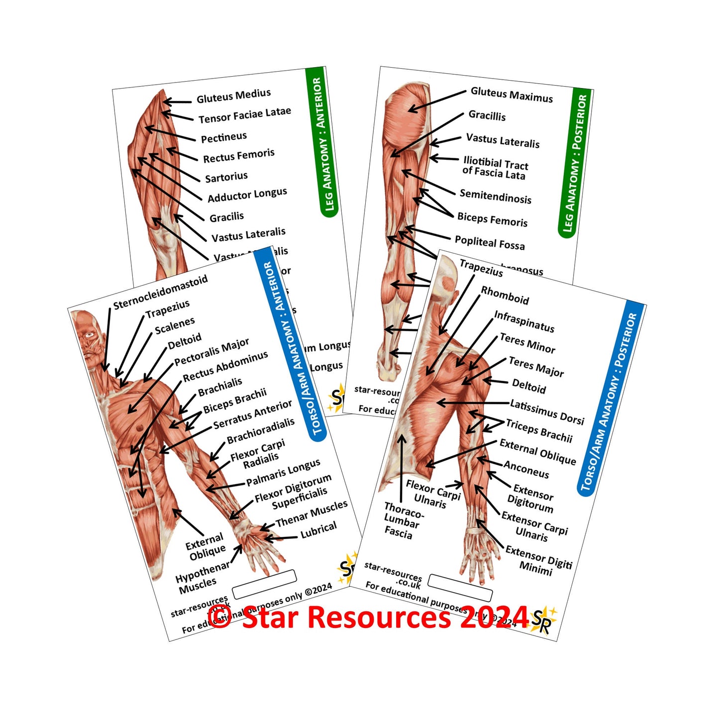 Anatomy - Human Musculature ID Badges Cards