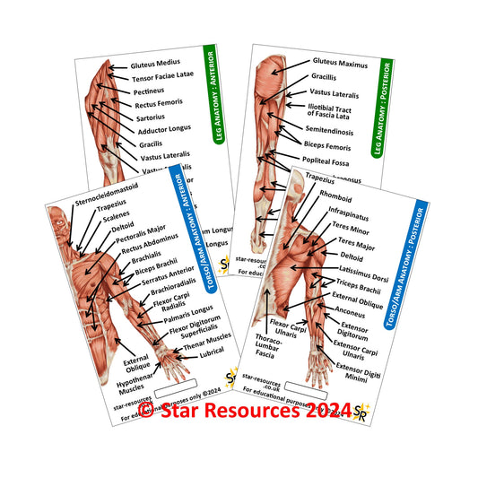 Anatomy - Human Musculature ID Badges Cards