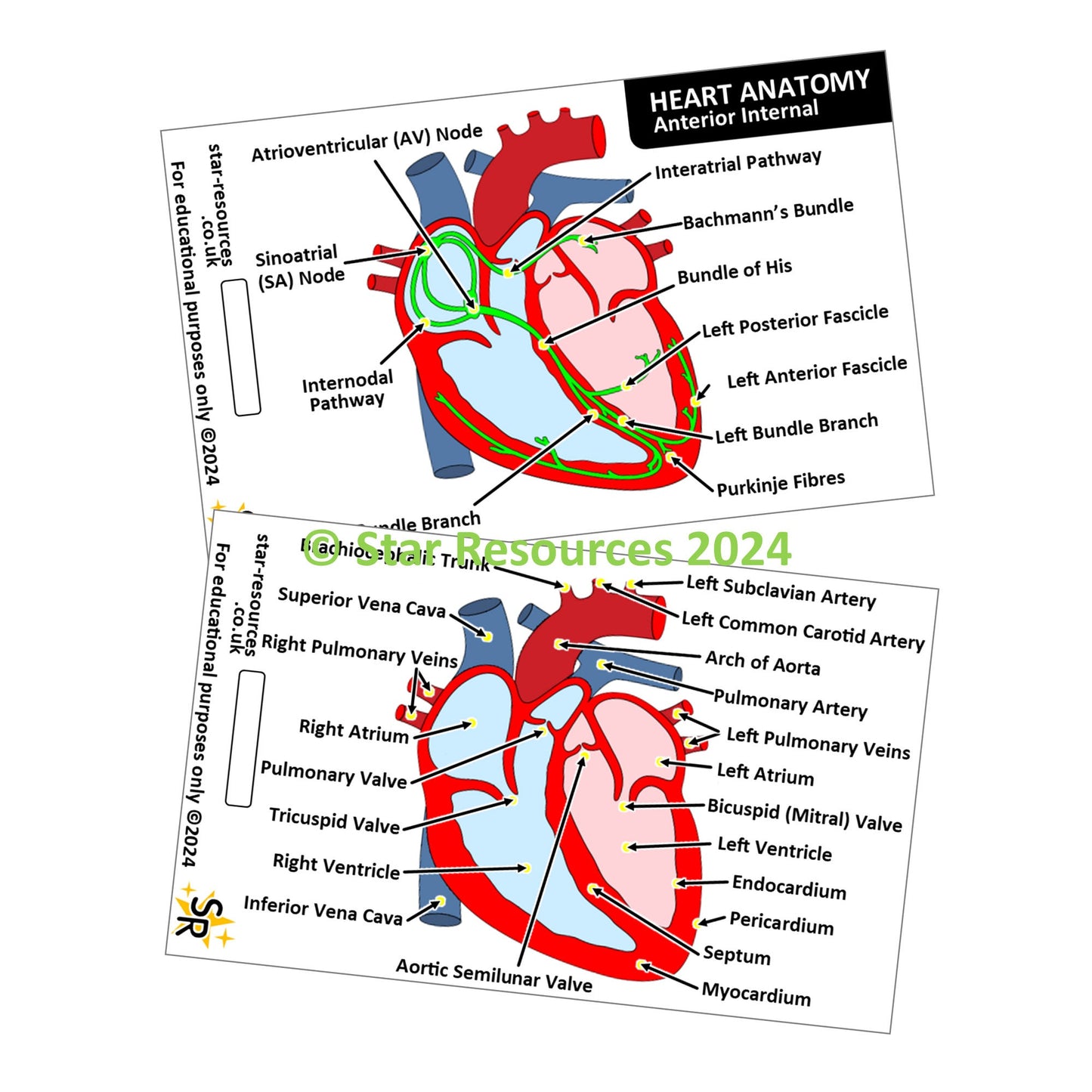 Heart Anatomy ID Badge Card | Paramedic Flashcard | Anatomy Study Aid for Nurses, Physiotherapists and Students