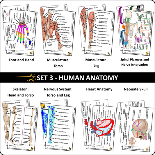 Set 3 - Human Anatomy ID Badge Cards Student Nurses, Paramedics, Ambulance, Physiotherapists Flashcards